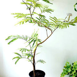 希少❗エバーフレッシュ曲【オーレア】観葉植物！高さ150◎！ボリューム◎！沖縄産 希少❗エバーフレッシュ曲【オーレア】観葉植物！高さ150