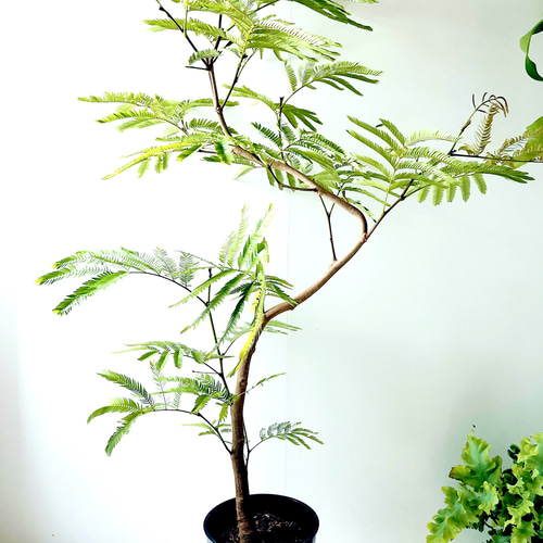 沖縄産】252. エバーフレッシュ 曲がり 8号鉢 観葉植物 大型 多肉植物