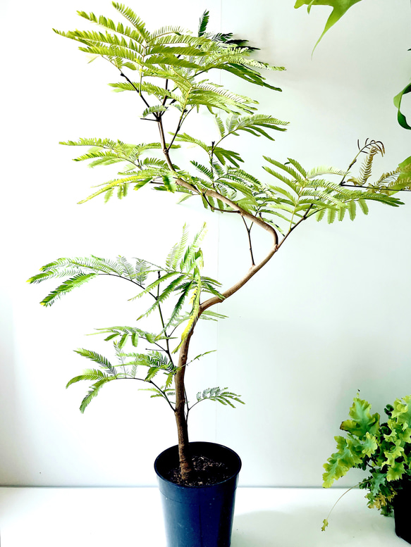 贅沢品 曲がり エバーフレッシュ 沖縄産】252. 8号鉢 大型 観葉植物 その他観葉植物