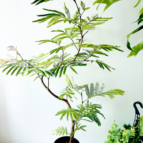 沖縄産】252. エバーフレッシュ 曲がり 8号鉢 観葉植物 大型 多肉植物