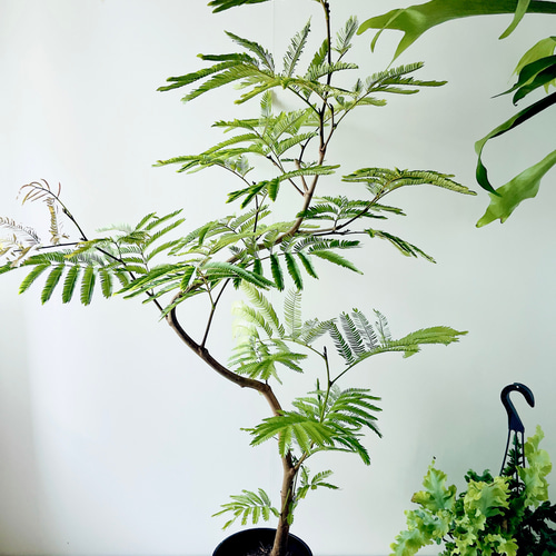 沖縄産】252. エバーフレッシュ 曲がり 8号鉢 観葉植物 大型 多肉植物