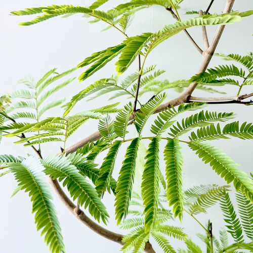 エバーフレッシュ曲がり❗️大型観葉植物！高さ145◎！沖縄産！ボリューム◎ c6e866a0c239f457cab416b0087710