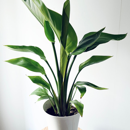 人気》ストレリチア オーガスタ 2株植え Mサイズ 観葉植物 calmcafe