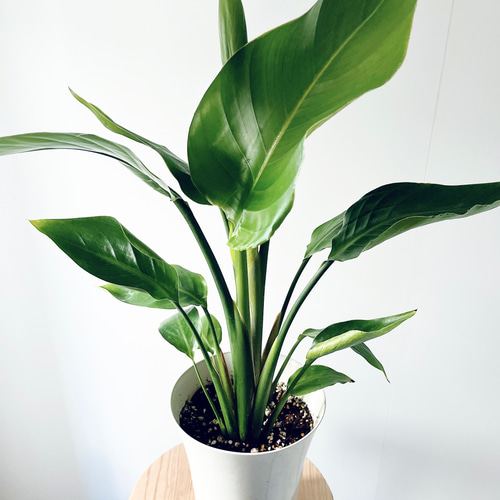 最終価格】オーガスタ 約200cm 2株 観葉植物