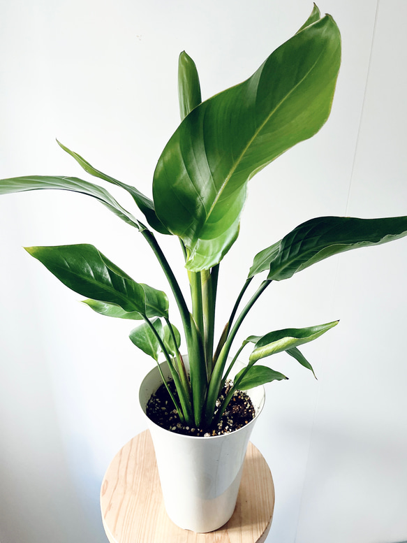 ソマティック心理カウンセラーストレチア　オーガスタ 観葉植物 ソマティック心理カウンセラー様専用ストレチア オーガスタ 観葉植物