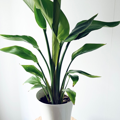 ソマティック心理カウンセラーストレチア　オーガスタ 観葉植物 ストレリチア・オーガスタ【大型 観葉植物 8号鉢／Mサイズ1個