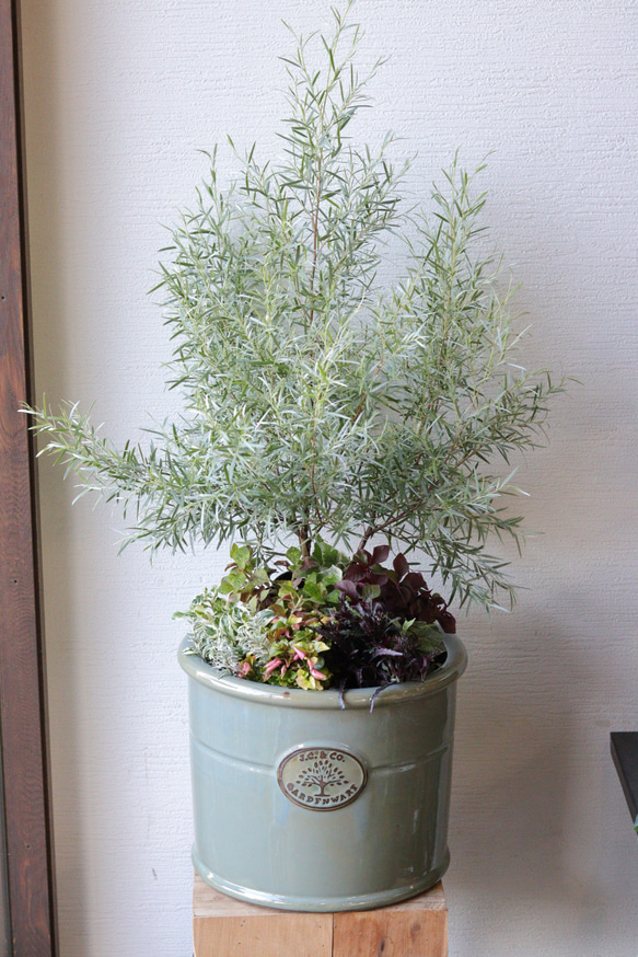 おしゃれシンボル❤︎シルバーティーツリーの株元寄せ植え その他