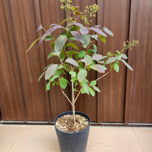 ふわふわ開花が楽しみ♪スモークツリー グレース 鉢植え 煙の木 盆栽