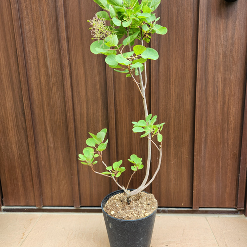 ホットマン セール けむりの木 スモークツリー 鉢植え その他
