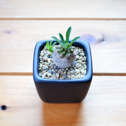 フレッシュ/ユーカリ/ポポラス/ドライフラワー用/ハンドメイド/無農薬