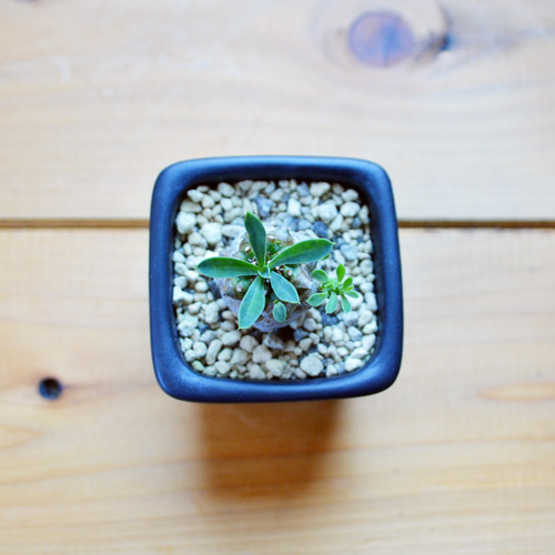 ユーフォルビア 峨眉山（がびざん） 多肉植物/ユーフォルビア 多肉植物