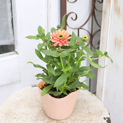 二苗セット】 花苗 八重咲き ジニア ザハラ ダブルサーモン 3.5号