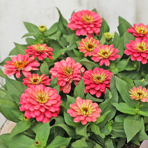 二苗セット】 花苗 八重咲き ジニア ザハラ ダブルサーモン 3.5号