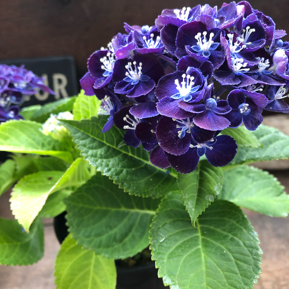 ネイビーブルー♡新品種♡4号♡アジサイ♡紫陽花 アートフラワー パリ