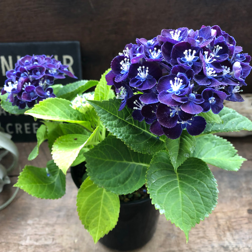 ネイビーブルー♡新品種♡4号♡アジサイ♡紫陽花 アートフラワー ネイビーブルー♡新品種♡4号♡アジサイ♡紫陽花 アートフラワー