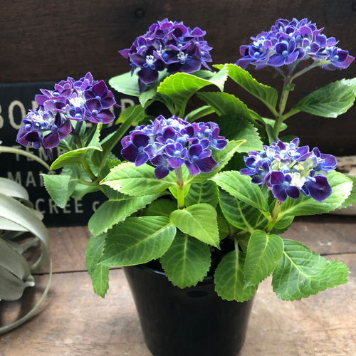 ネイビーブルー♡新品種♡4号♡アジサイ♡紫陽花 アートフラワー パリ