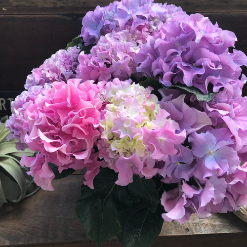 新品種♡クレイジーテンシア♡マーブル♡アジサイ♡フリフリ アート