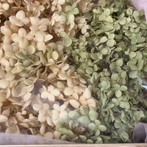 送料無料】紫陽花アナベル3本 ドライフラワー 花材 スワッグ