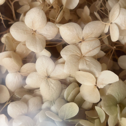 送料無料】紫陽花アナベル3本 ドライフラワー 花材 スワッグ