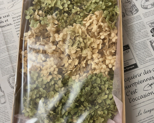 アナベル　あじさいドライフラワーセットまとめ売り アナベル あじさいドライフラワーセットまとめ売り