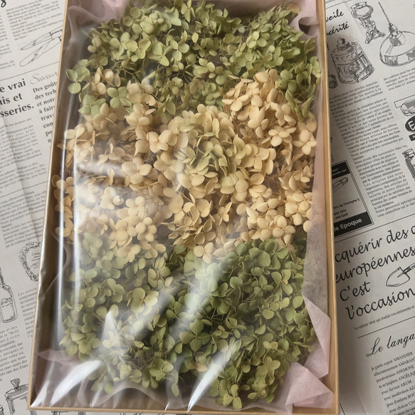 ドライフラワー］紫陽花 アナベル 商品ページ - 土と風の植物園