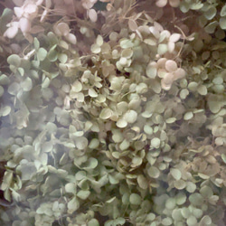 アナベル紫陽花　ドライフラワーBOX⑤ 8枚目の画像
