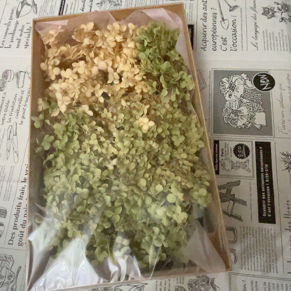 アナベル　あじさいドライフラワーセットまとめ売り ばなな様専用】【大2本セット♡】紫陽花 グリーン アナベル