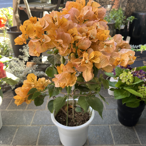 希少 人気カラー くすみイエローのブーゲンビリア 盆栽 Lapin et