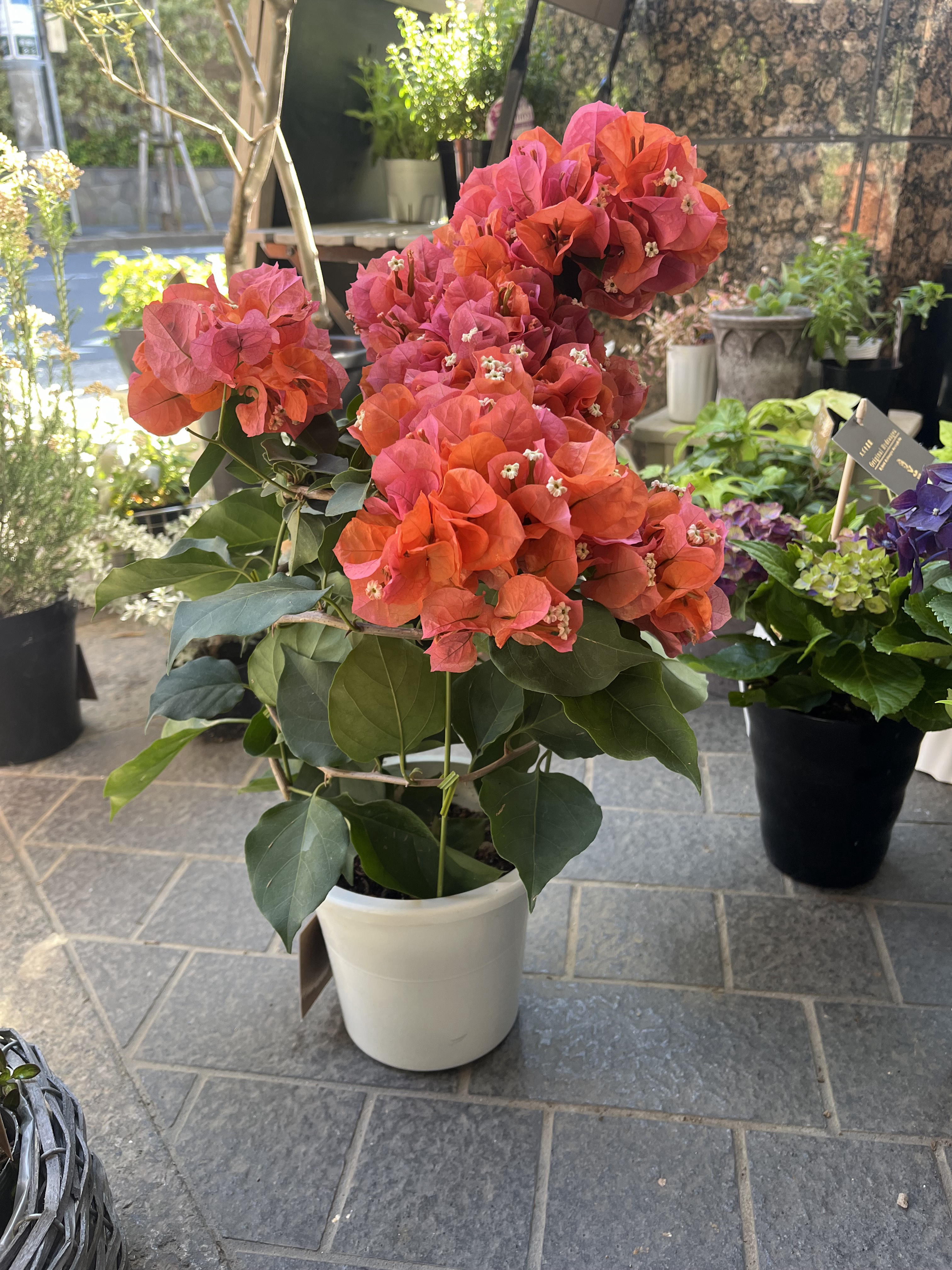 ブーゲンビリア斑入りオレンジNo12 らくらくメルカリ便発送