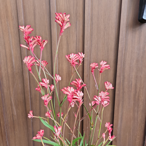 カンガルーポー アニゴザントス 鉢植え 苗 個性的 母の日 盆栽 fleurir
