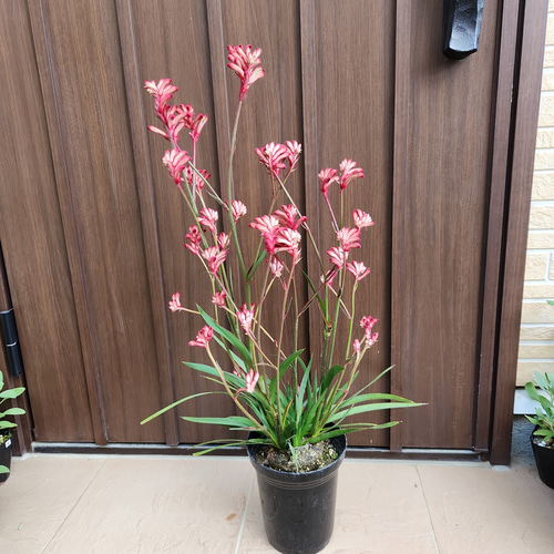 カンガルーポー アニゴザントス 鉢植え 苗 個性的 母の日 盆栽 fleurir