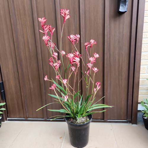 カンガルーポー アニゴザントス 鉢植え 苗 個性的 母の日 盆栽 fleurir