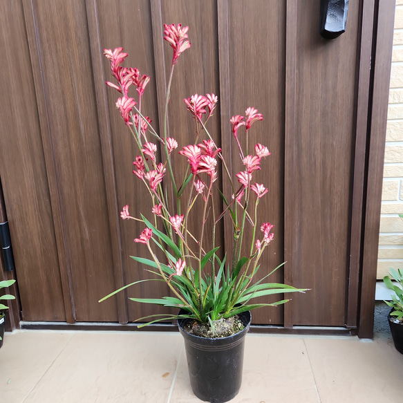 カンガルーポー アニゴザントス 鉢植え 苗 個性的 母の日 盆栽 fleurir