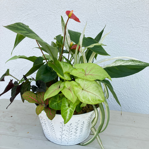 観葉植物の寄せ植え#アンスリウム＃グリーンインテリア＃室内