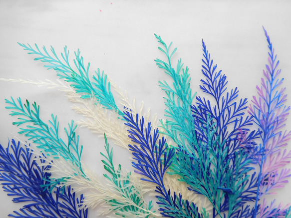 ブルー系　ダバリアリーフ　押し花素材 7枚目の画像