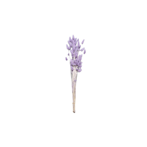 地球農場！永生花「La Gras 1 束天使紫」Preza 花材料植物標本室時尚可愛 第2張的照片