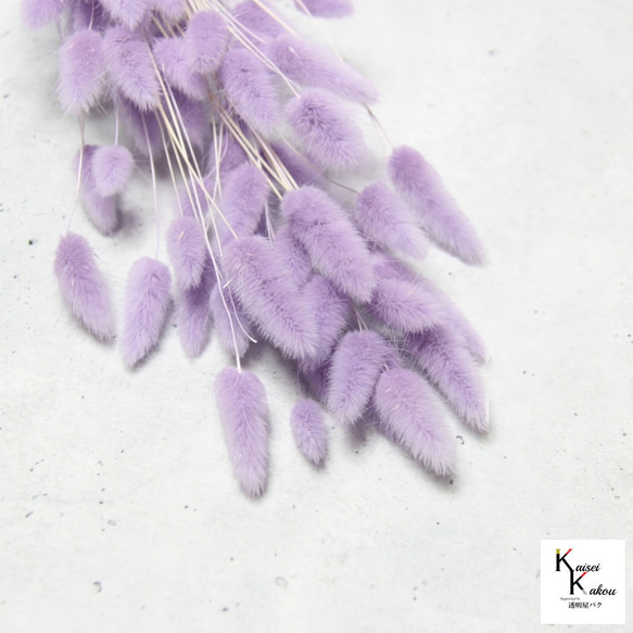 地球農場！永生花「La Gras 1 束天使紫」Preza 花材料植物標本室時尚可愛 第3張的照片