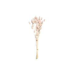 地球農場！永生花「La Gras 1 束粉紅米色」Preza 花材質植物標本室時尚可愛 第2張的照片