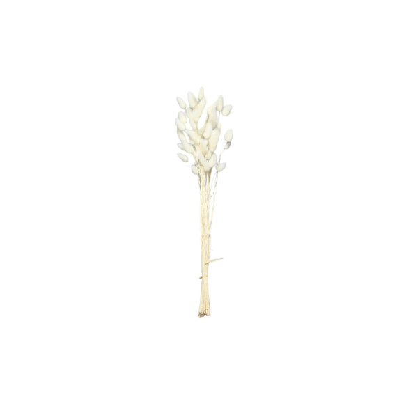地球農場！永生花「La Gras 1 束白色」Preza 花材料植物標本室時尚可愛 第2張的照片
