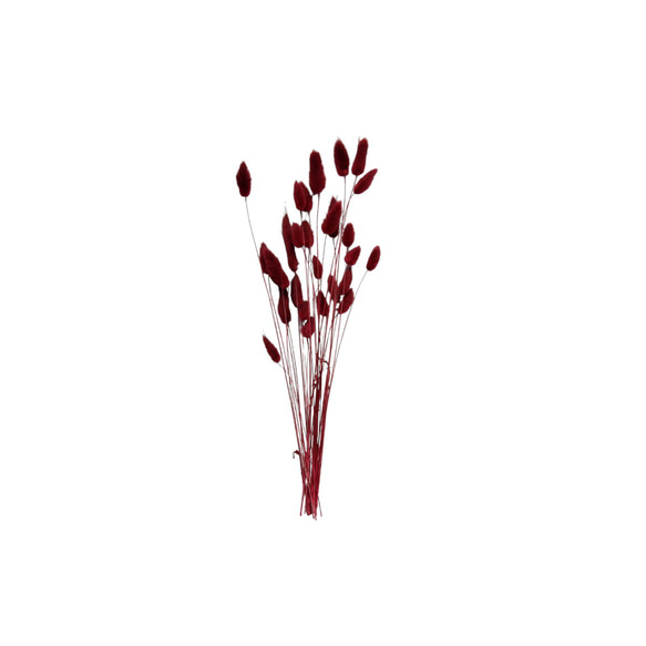 地球農場！永生花「La Gras 半束酒紅色」Preza 花材料植物標本室時尚可愛 第2張的照片