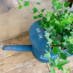 新芽もりもり♡【ダックフットアイビー】可愛い葉っぱの観葉植物！オシャレなブルー系ジョーロ型ブリキ鉢！ヘデラ 10枚目の画像