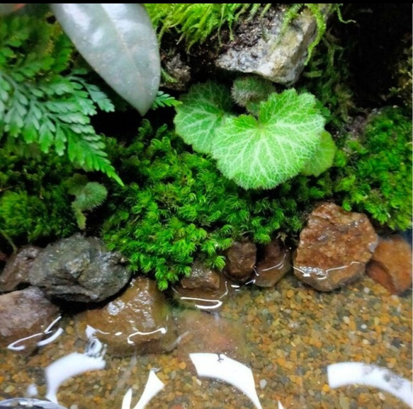 隠れ家付き自然の中の飼育箱、池のある苔テラリウム 