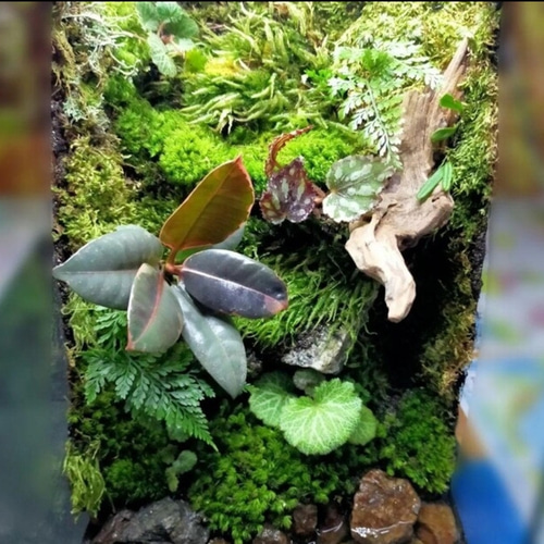 隠れ家付き自然の中の飼育箱、池のある苔テラリウム テラリウム 隠れ家付き自然の中の飼育箱、池のある苔テラリウム テラリウム