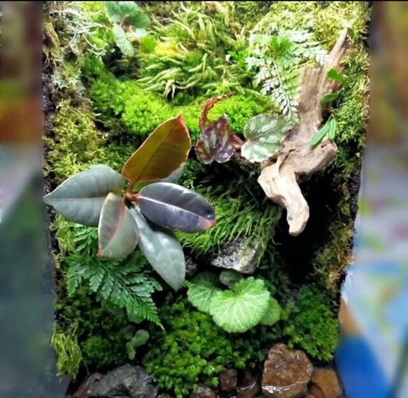 隠れ家付き自然の中の飼育箱、池のある苔テラリウム 