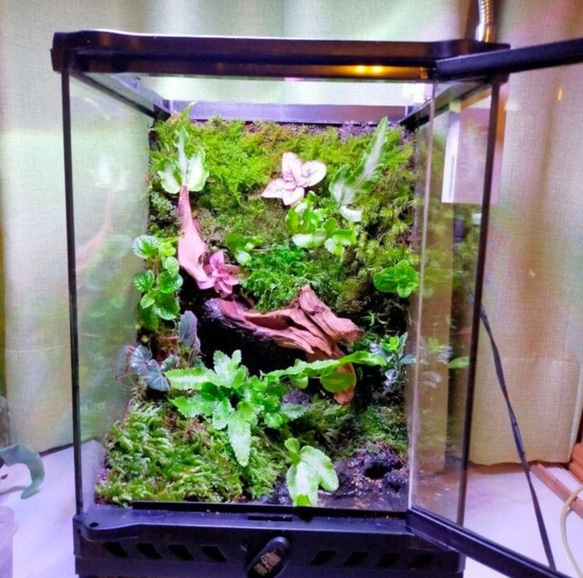 隠れ家付き自然の中の飼育箱、池のある苔テラリウム 