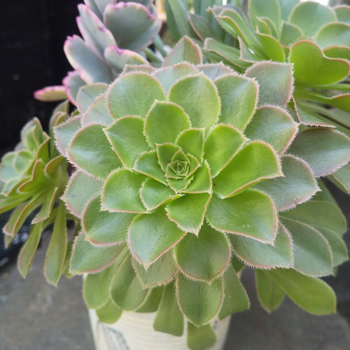多肉植物 アエオニウムの緑法師の寄せ植え 多肉植物 ミクロ 通販