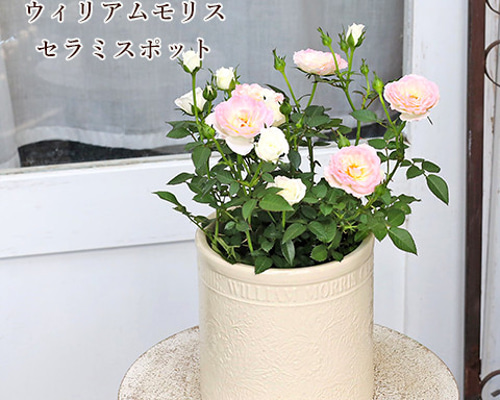 Romero バラ 白花 ハート型鉢 4bb0bdc72a88c591b3f67fe61d23eb