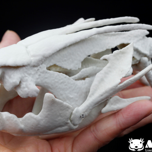 肺魚 プロトプテルスの拡大頭骨レプリカ【ハイギョ】Protopterus
