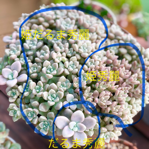 姫だるま秀麗＊多肉植物＊3カット 多肉植物 ＊N＊ 通販 17691754