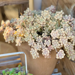 姫だるま秀麗＊多肉植物＊3カット 多肉植物 ＊N＊ 通販 17691754